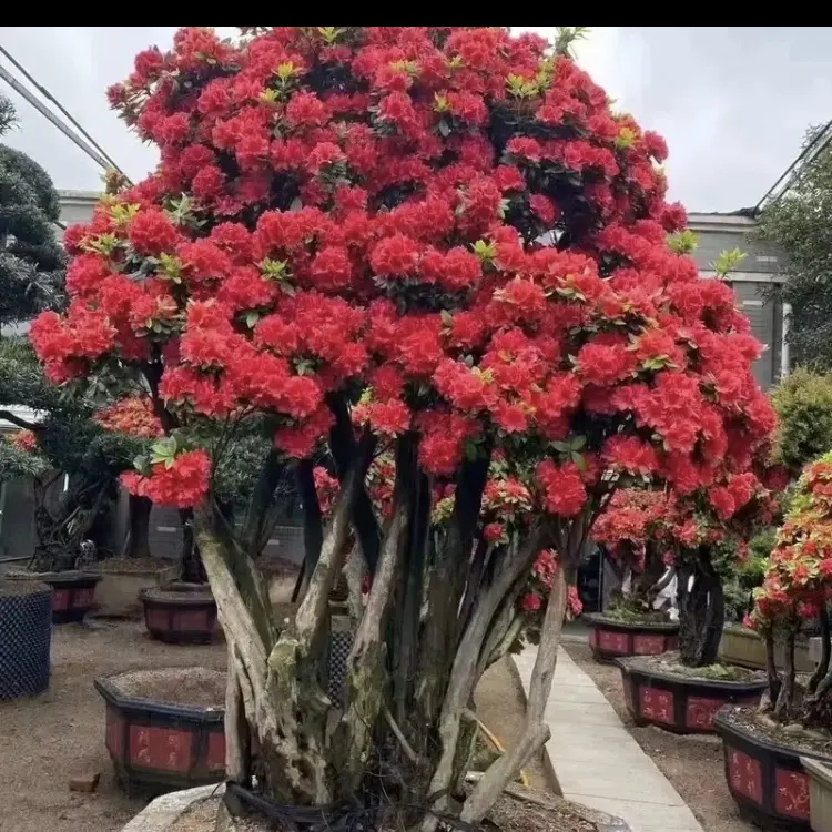 杜鹃老桩盆景四季常青庭院户外抗寒耐热好养易活植物