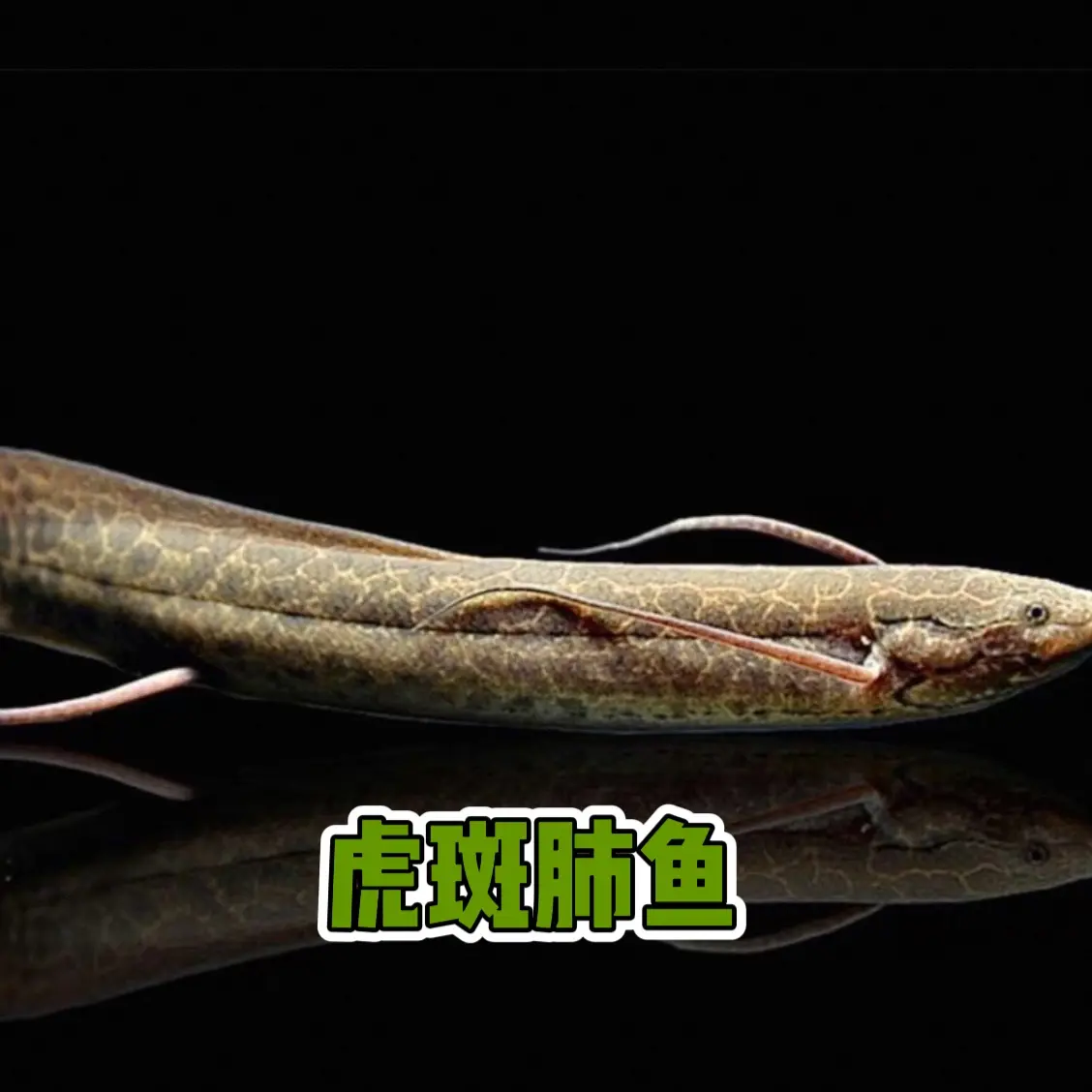 维多利亚肺鱼热带观赏鱼好养耐活