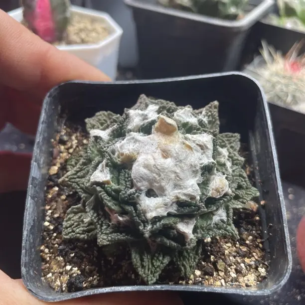 四季好养的开花岩牡丹仙人球盆栽可