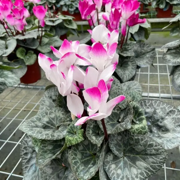 【丹姐混色专属】仙客来紫色兔耳朵花型好看好养四季开花大杯