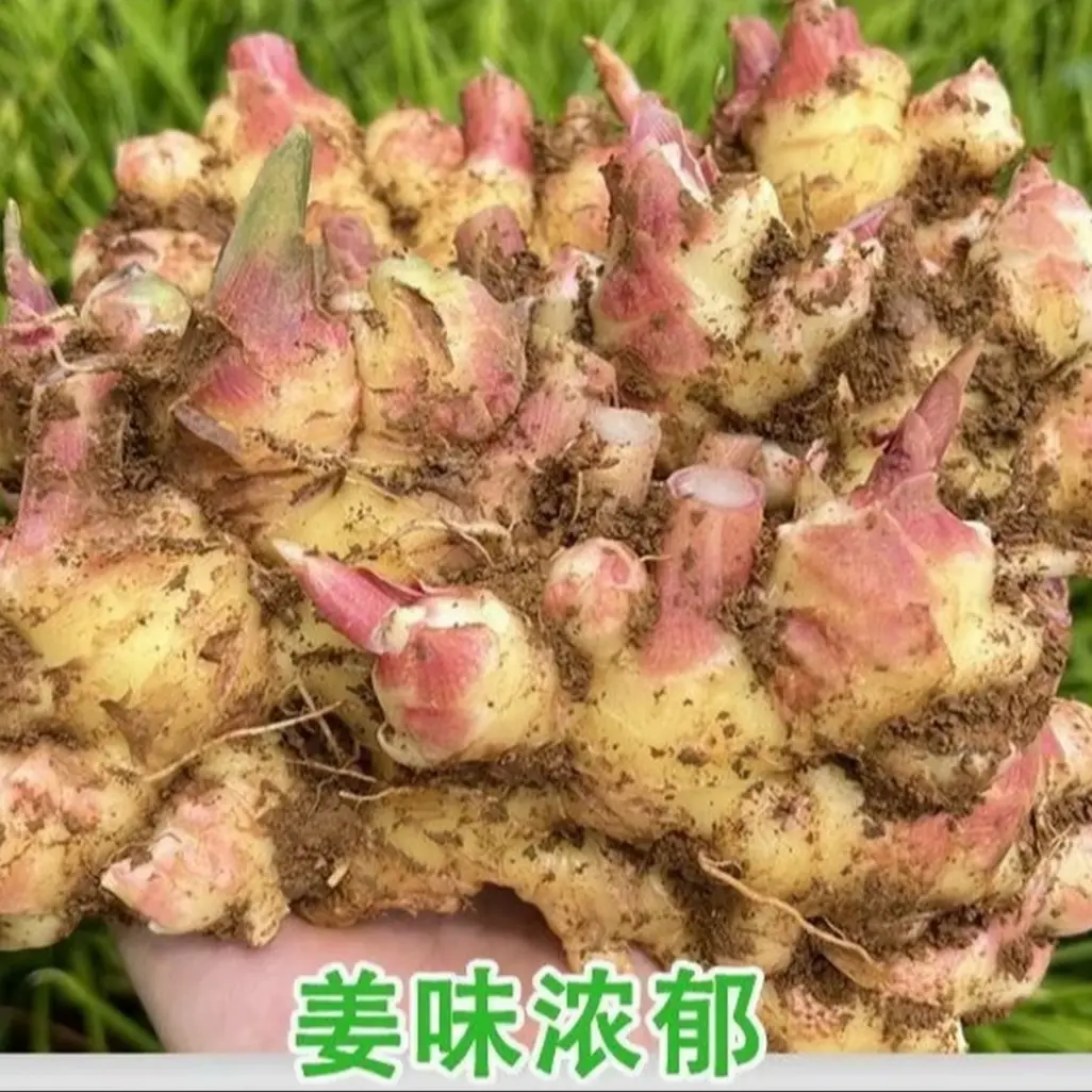 云南小黄姜新鲜现挖老姜月子姜山地种植生姜香味浓郁辛辣够味
