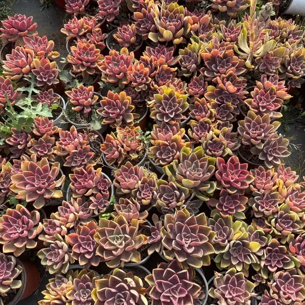 紫气东来。琼斯一箱