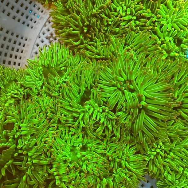 新手好养星空火柴葵火山葵樱花葵紫点绿石葵海缸造景装饰专用！