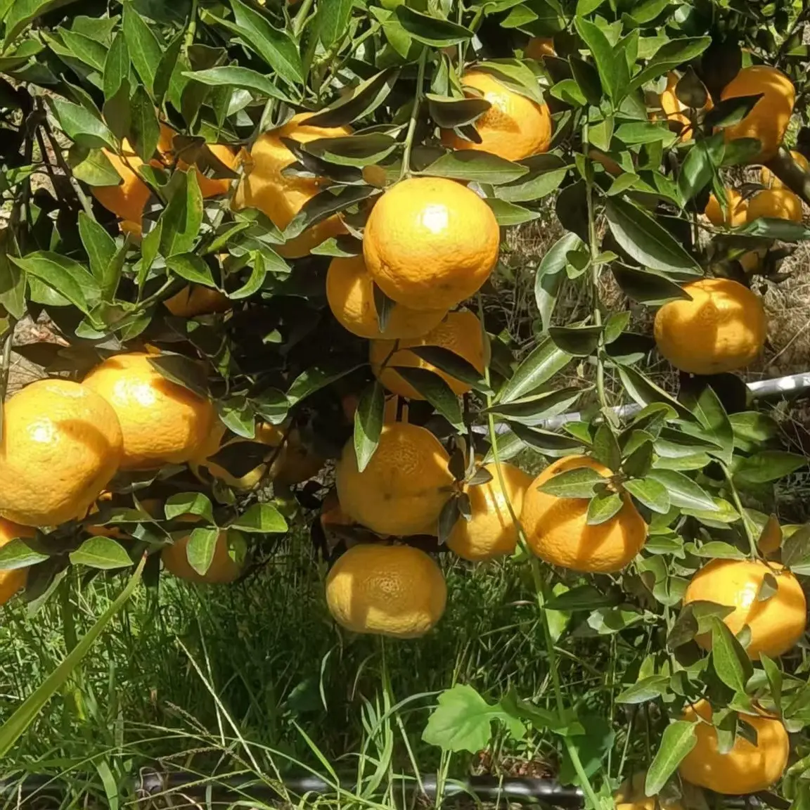 广西浦北新鲜生晒大红皮