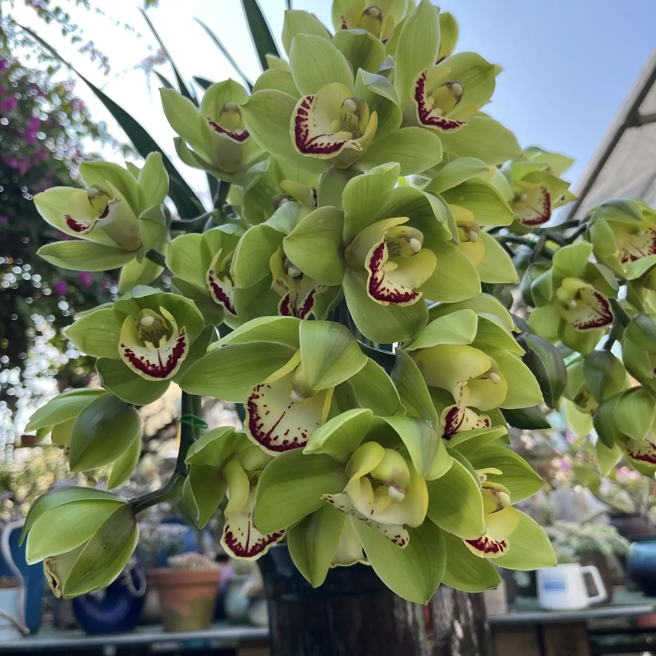 汀兰阁（玉观音）绿色系大花蕙兰落地款稀有名品室内好养