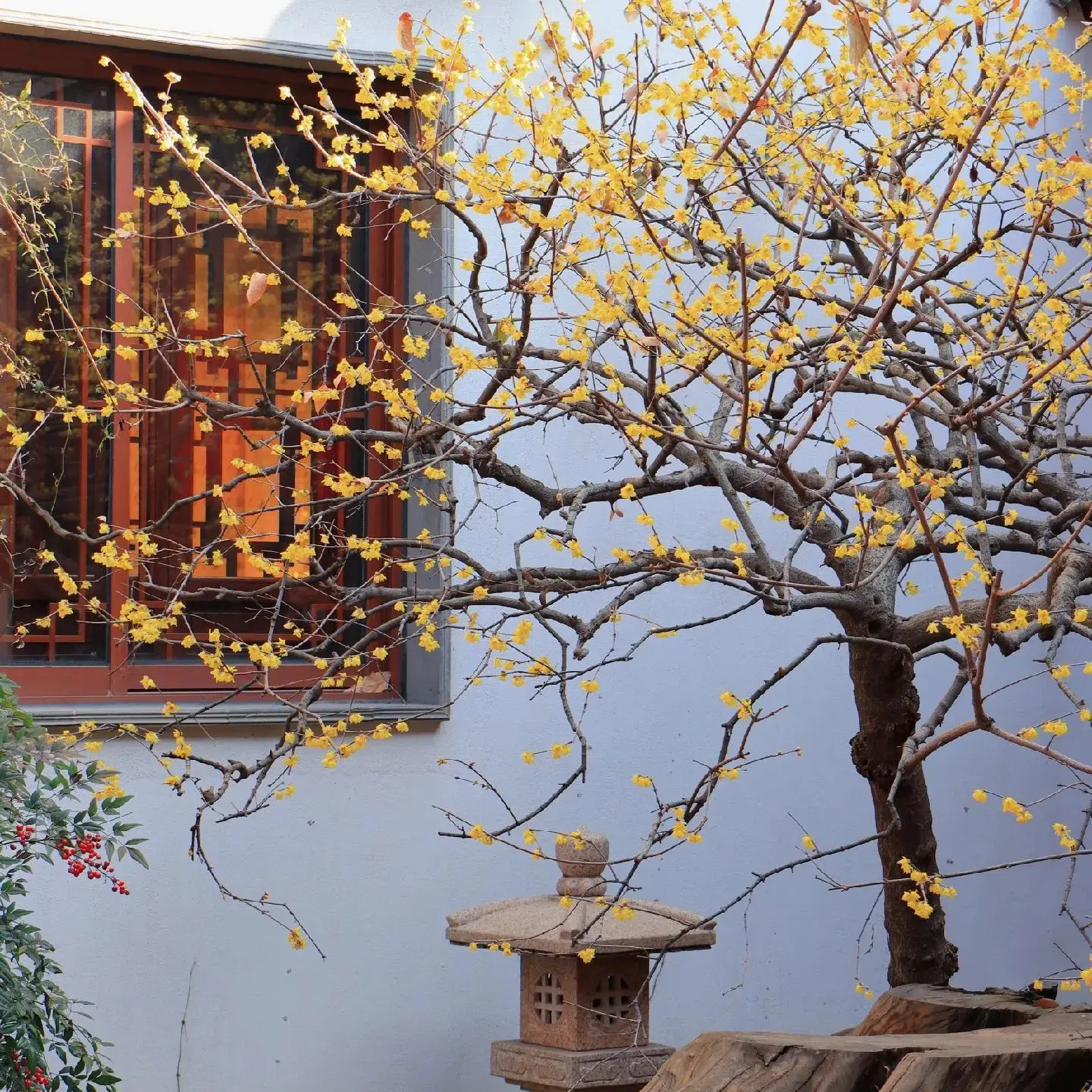 素心腊梅带花苞浓香耐寒庭院地栽一物一拍