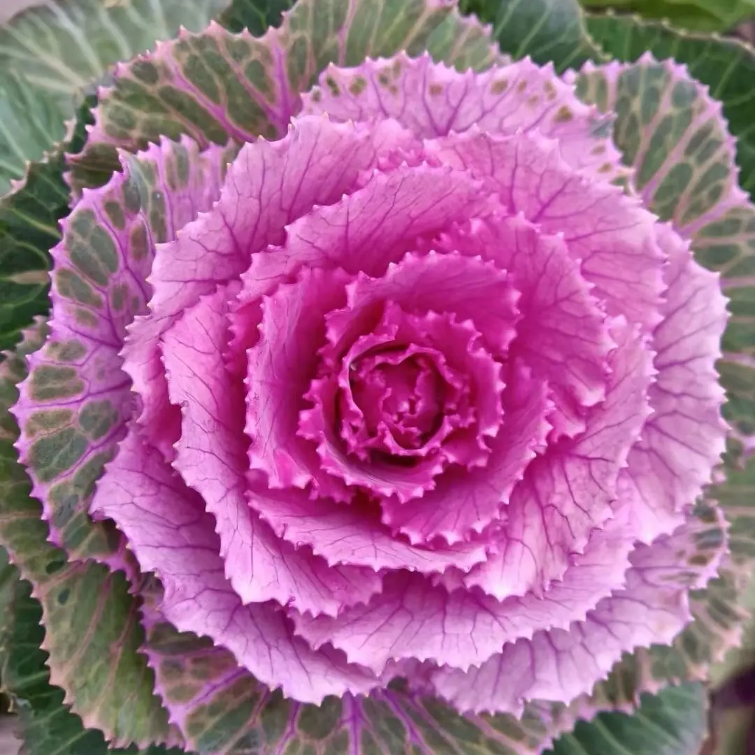 羽衣甘蓝（紫美人）老桩耐寒耐晒易养多年生观叶植物适合阳台庭院