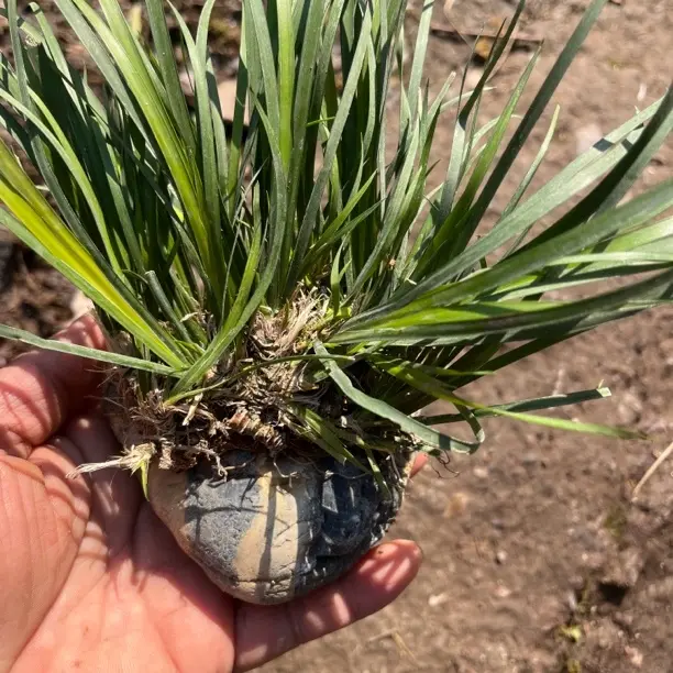 金钱菖蒲附石水培植物适合桌面摆放增添自然气息