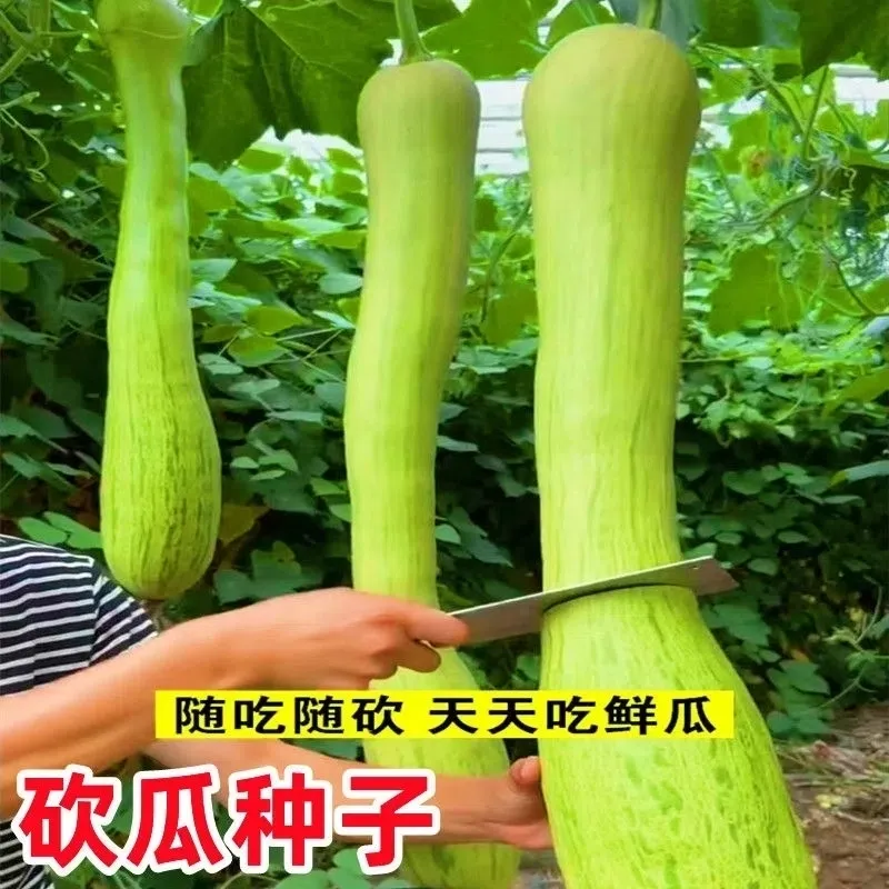 【砍瓜种子】四季丝瓜孑南瓜爬藤瓜果种子新鲜高产今年新种鲜嫩