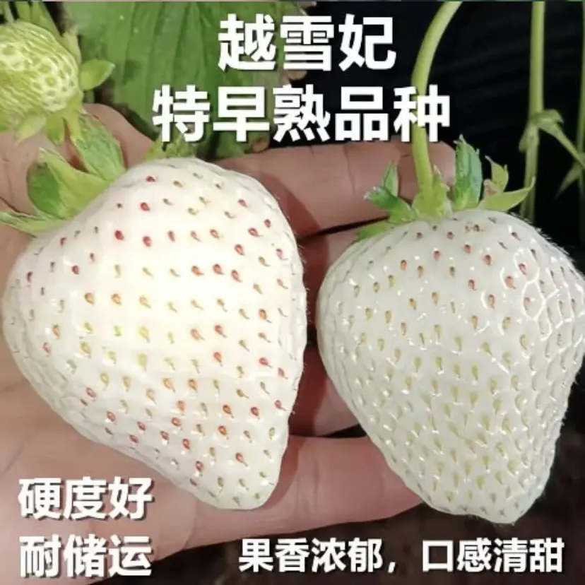 1加仑越雪妃草莓苗四季开花阳台露台盆栽地栽都可种植