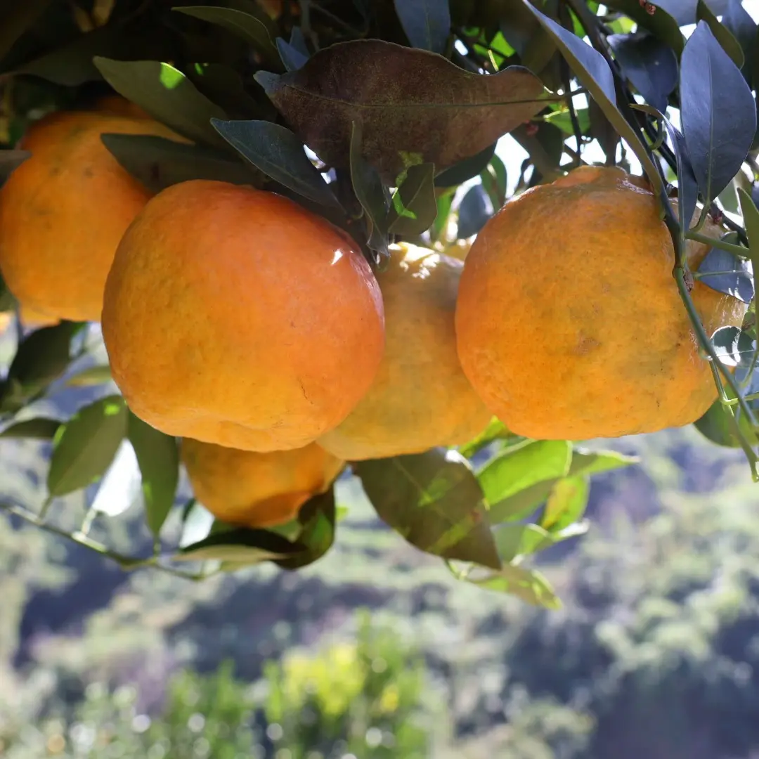 云南保山橘子应季水果孕妇老人小孩可吃现摘现发