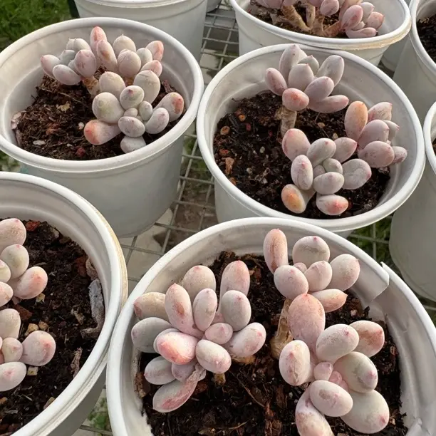 星星雪新品多肉12㎝盆参考