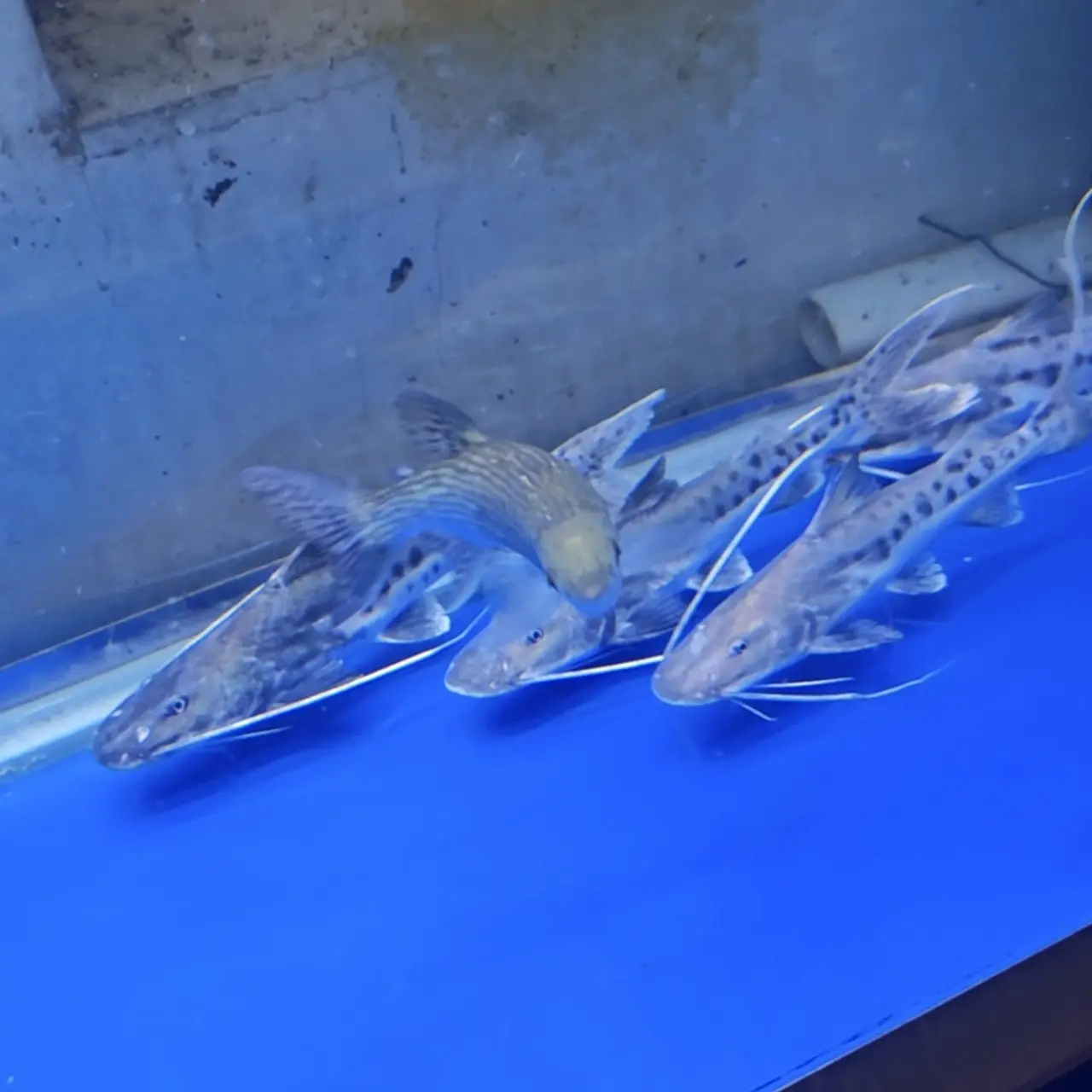 亚马逊观赏鱼撒旦鸭嘴