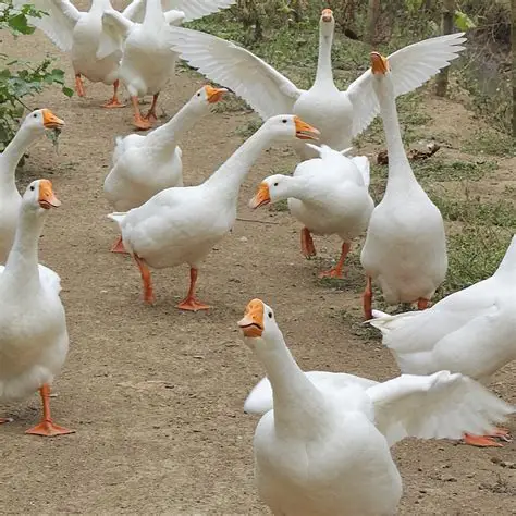 新疆包邮本地散养大鹅