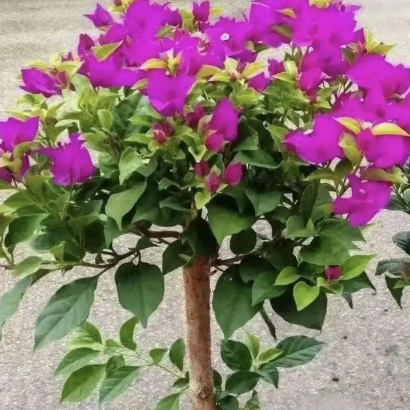 云南紫三角梅原盆原土带花发货四季开花好养易活适合庭院种植