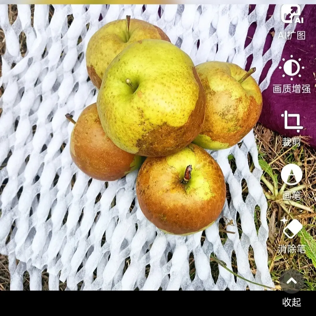 [0012S1]山西隰县玉露香梨皮薄肉厚脆甜多汁大果6棵4.2斤