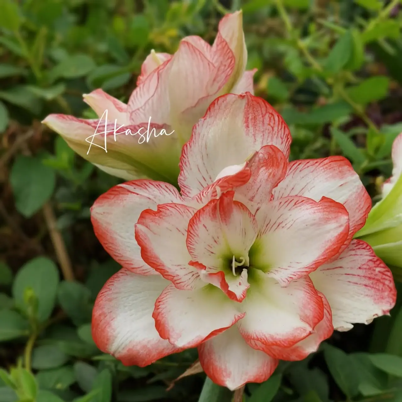 重瓣朱顶红【天仙美女】