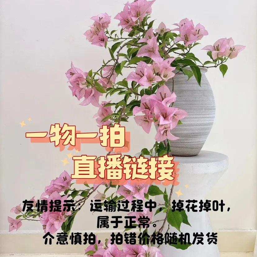 【保温专属链接】一物一拍耐热勤花三角梅盆栽带花绿植好养四季开花