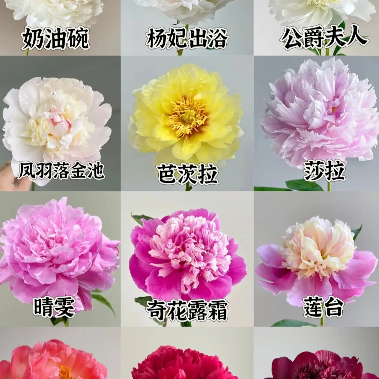 芍药花，一物一拍盆栽花卉