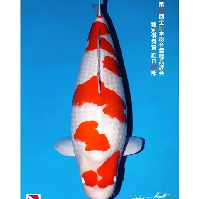 锦鲤     包邮包损包开箱