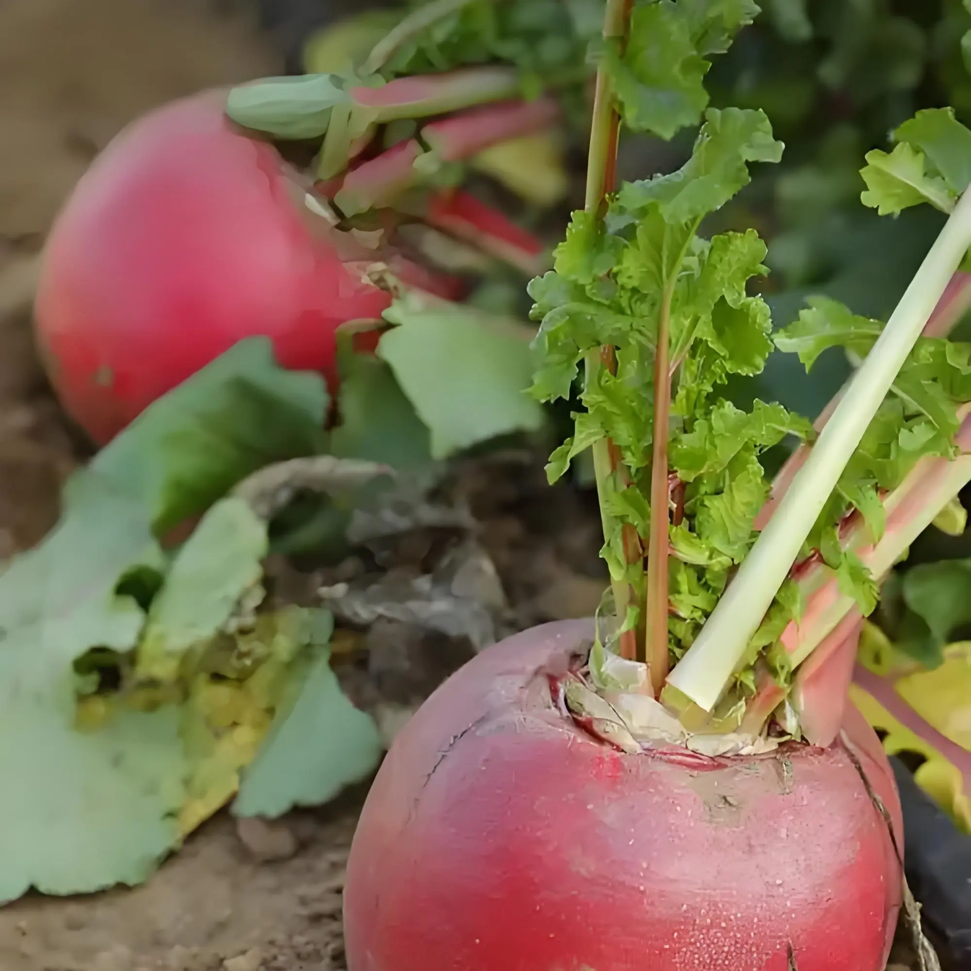 新鲜泡菜红皮萝卜红皮白肉水萝卜
