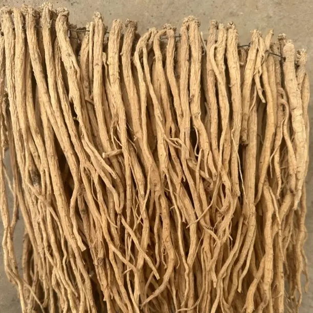 甘肃原产地新鲜党参中条可泡水煲汤滋补佳品