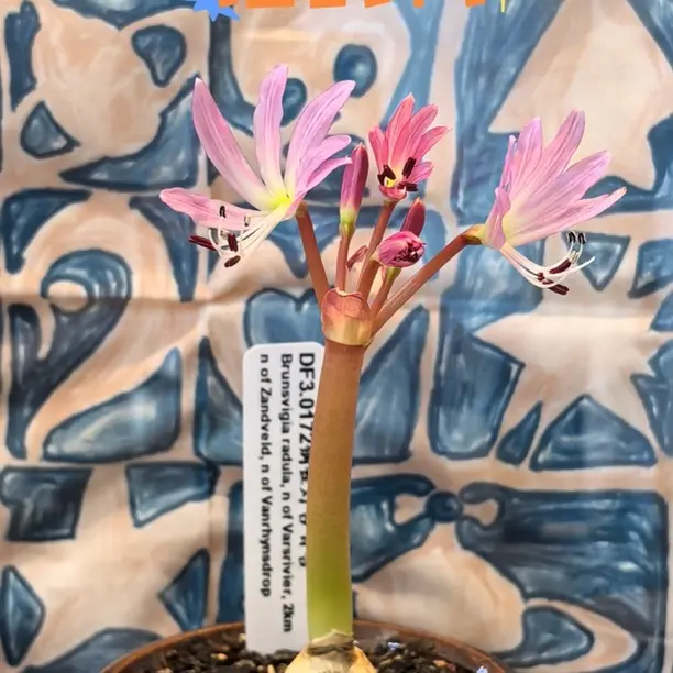 花医生园艺 DF3.0172 钢锉灯台百合Brunsvigia radula