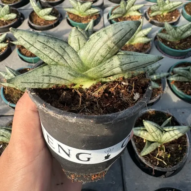 单头姬佛手盆栽办公室绿植耐阴耐旱易活好养防辐射多肉