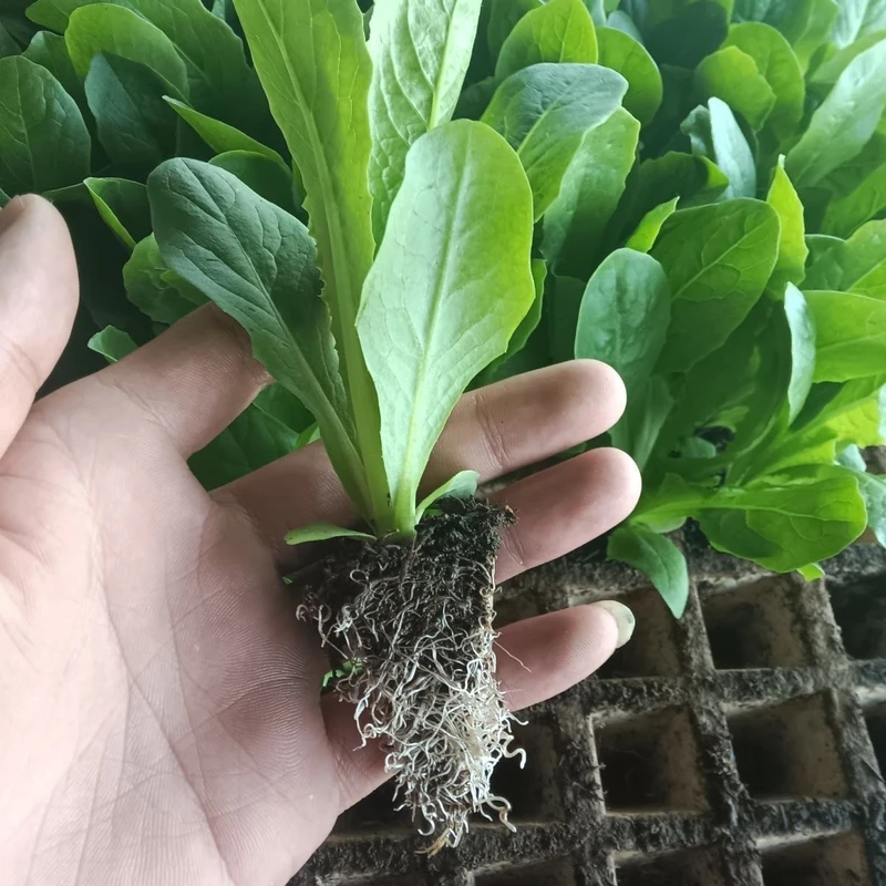 优质绿色青皮莴笋苗紫皮莴笋秧苗绿色莴笋苗蔬菜菜苗耐热耐抽台