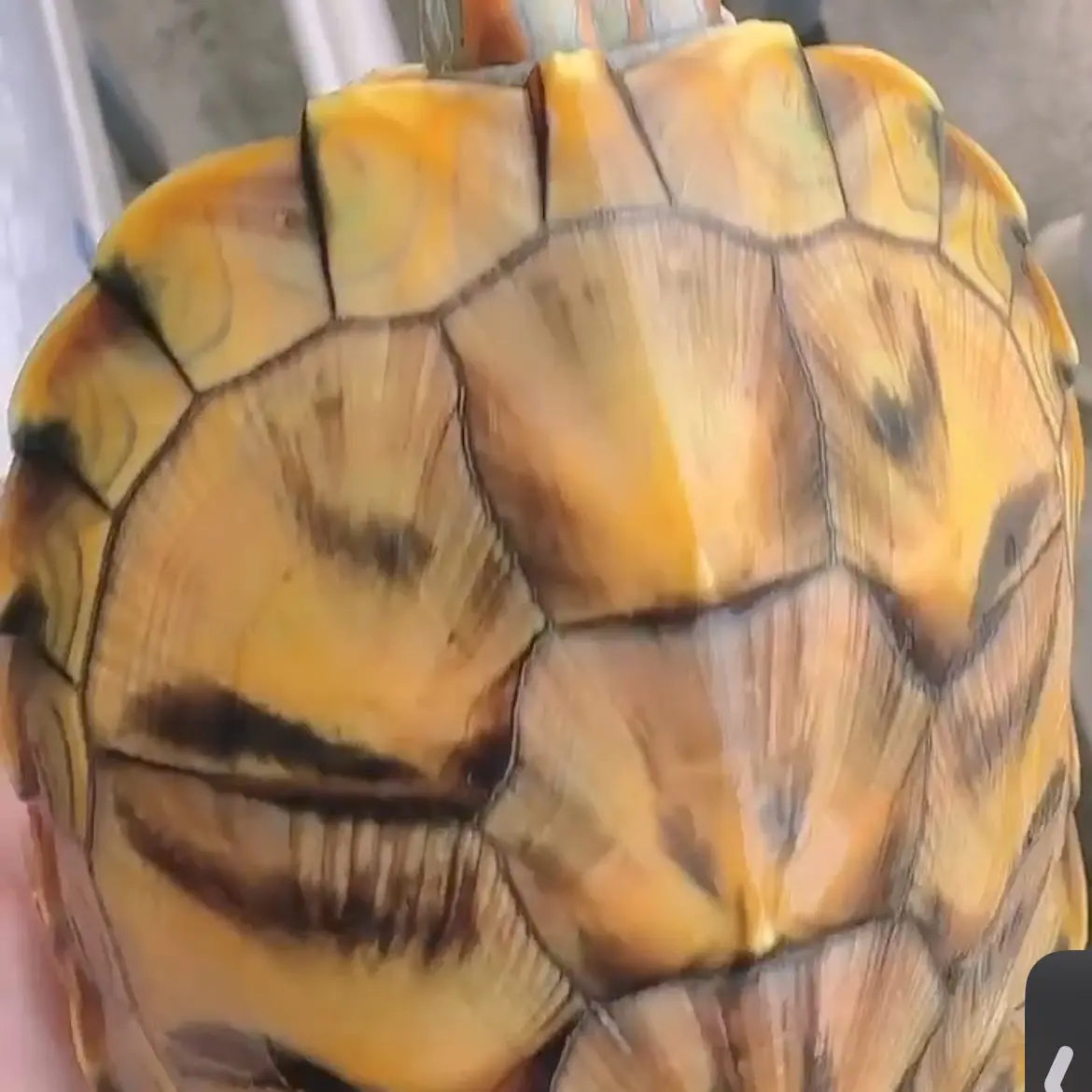 变异巴西龟（直播间挑选）