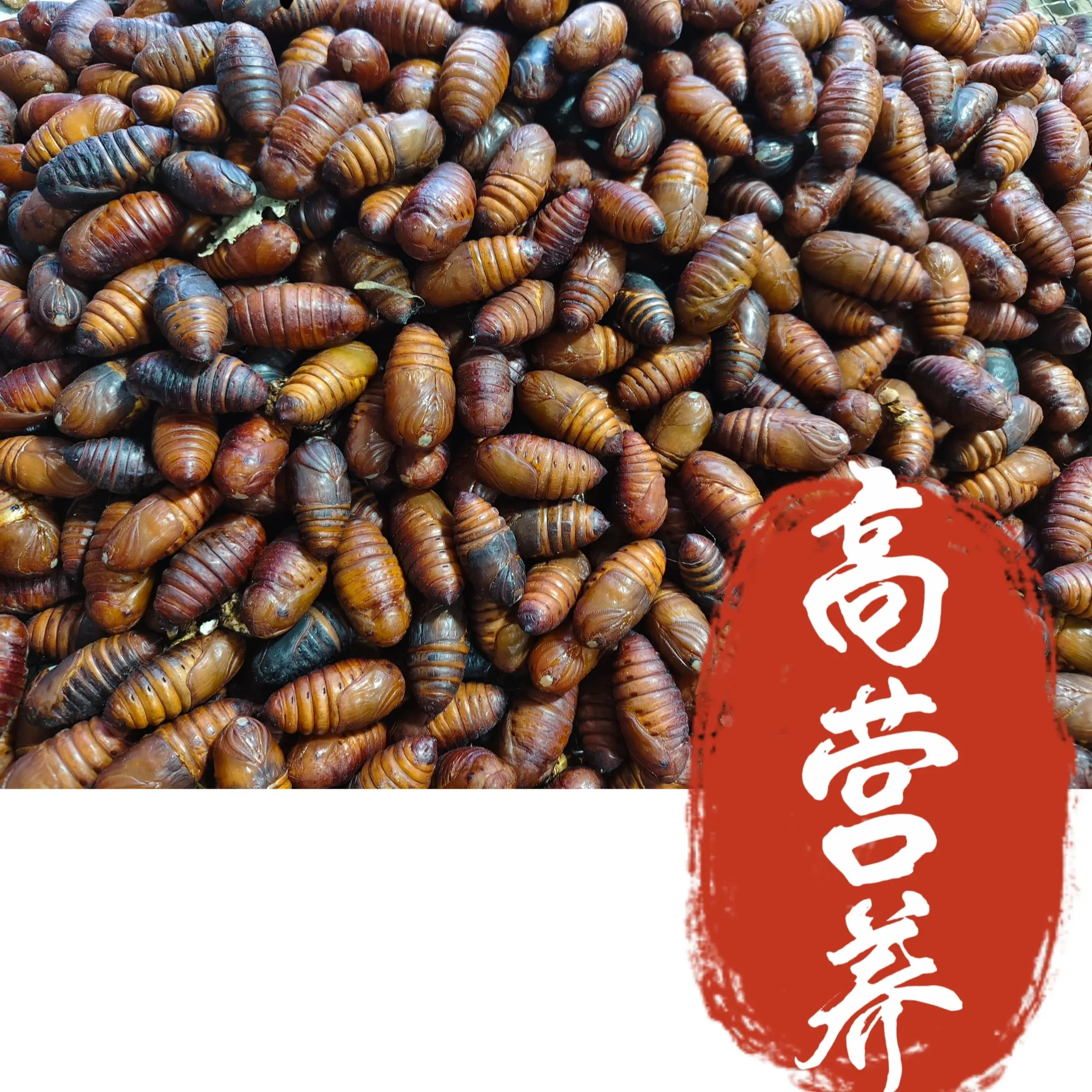 大黄蛹 东北特产大黄柞蚕蛹新鲜活蝉蛹秋蛹活