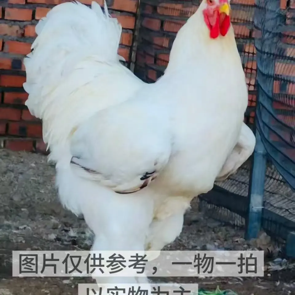 成年婆罗门巨型梵天鸡活苗大型观赏鸡大体梵天鸡纯种婆罗门成年鸡