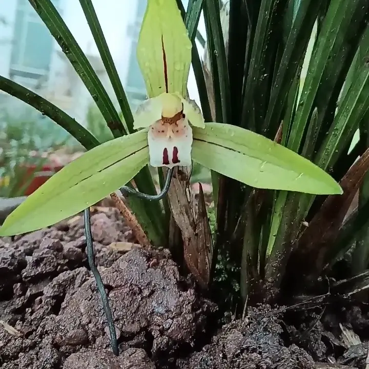 兰草兰花绿植鲜花盆栽室内客厅办公室绿植好养易活花卉