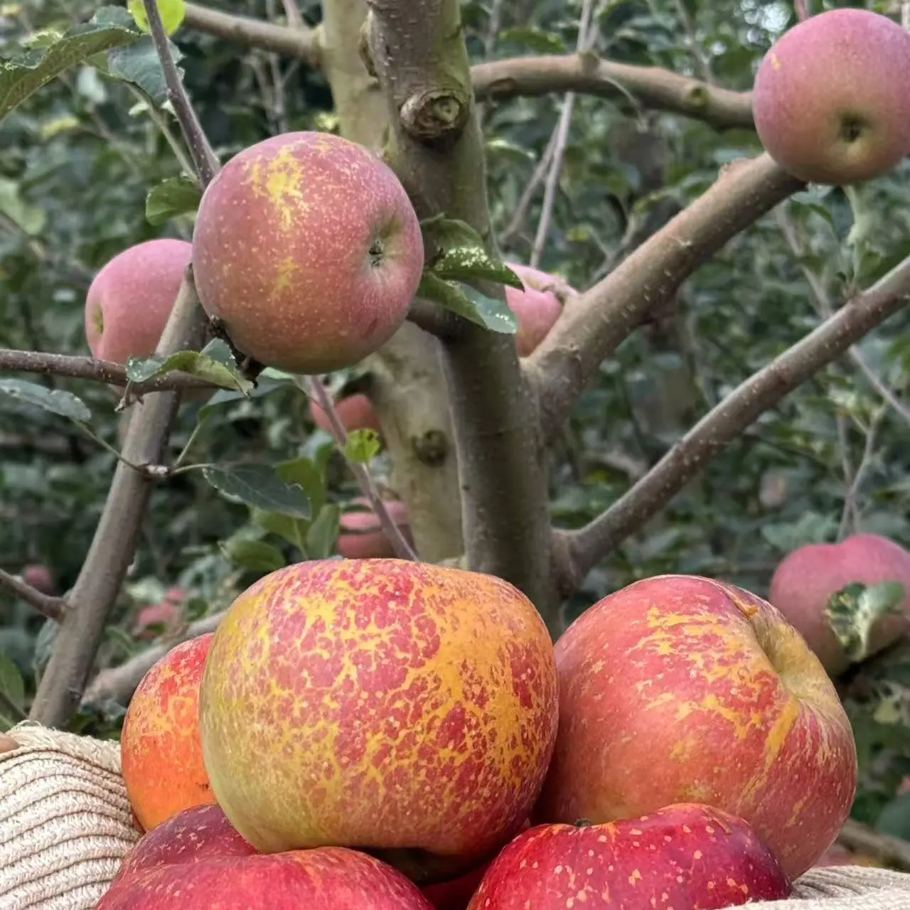 LJ正宗云南昭通高山高原冰糖心丑苹果新鲜营养脆甜多汁