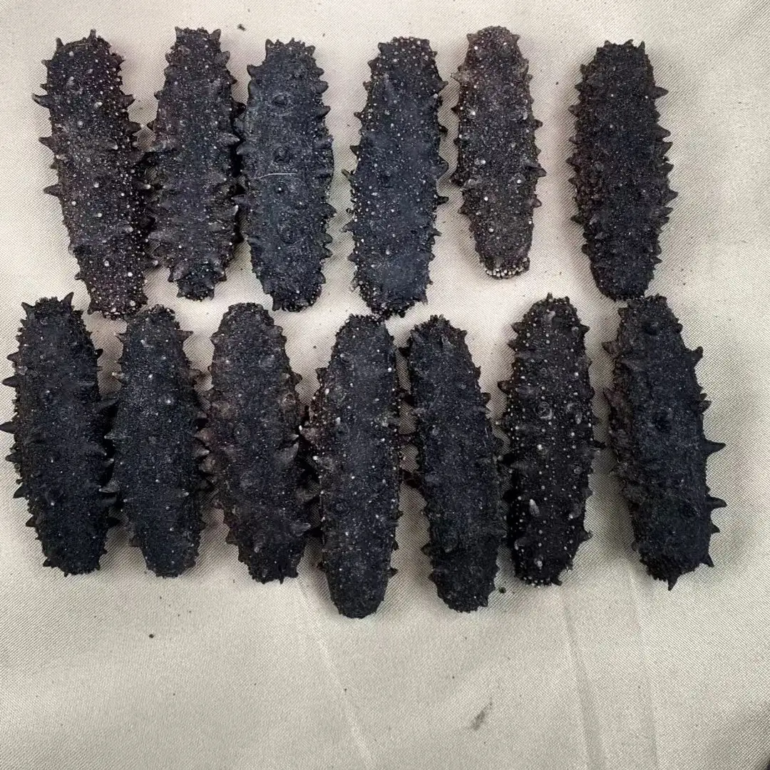 福建吊笼人工养殖淡干海参