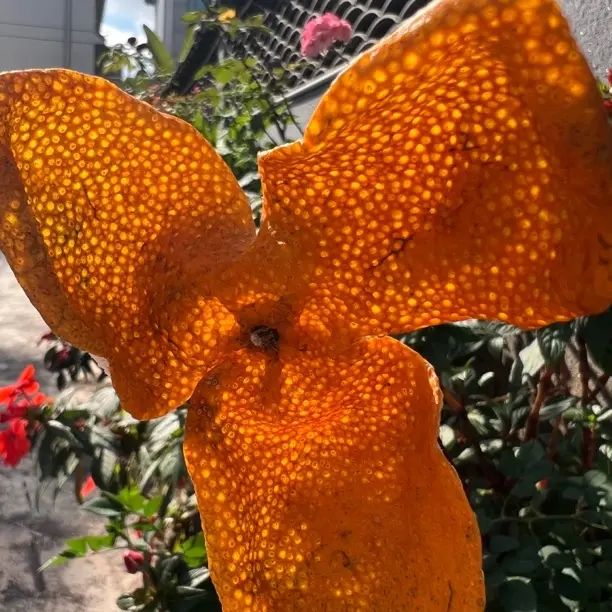 2025新会原枝大红皮100克、买一送一、200克