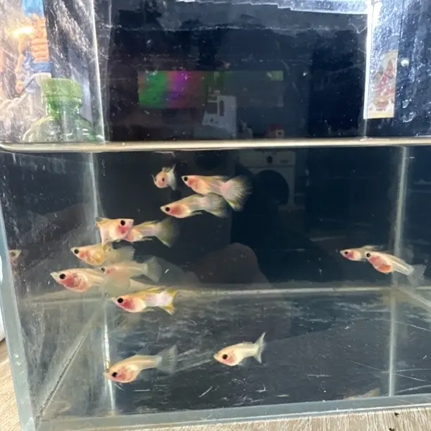 孔雀鱼直播间（淡水好养适合新手练手）