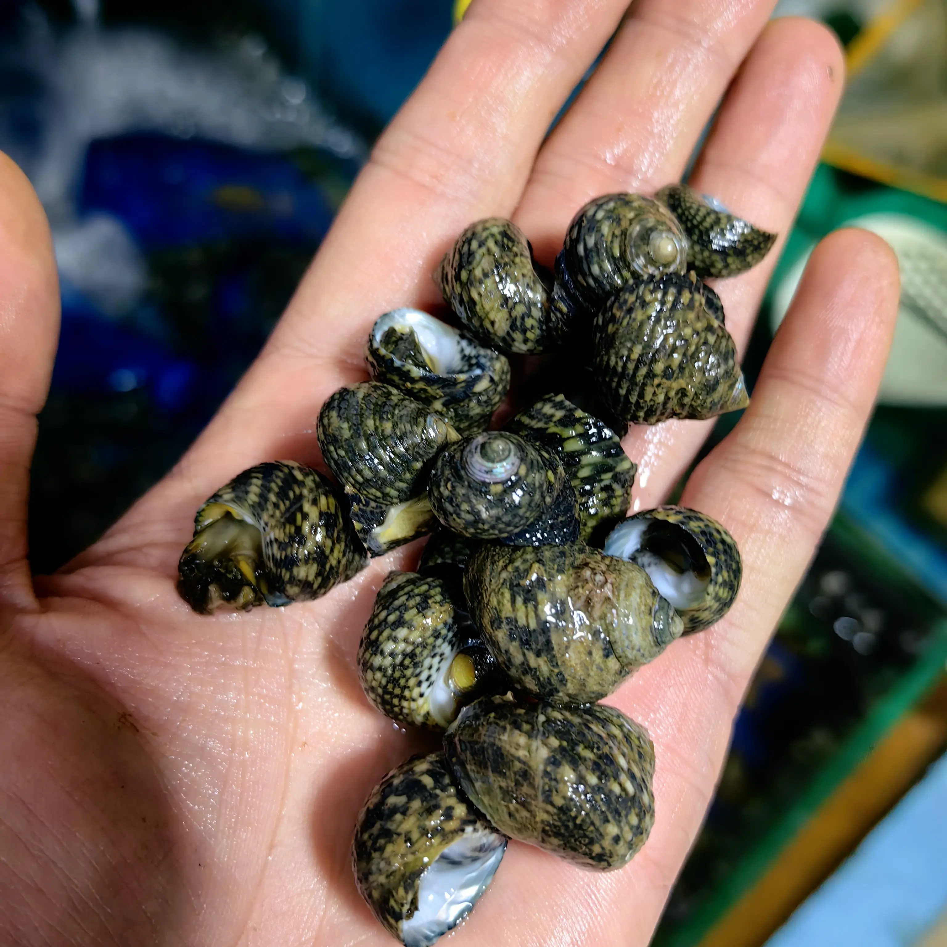 大连旅顺当地 芝麻螺 花涌波螺 花仙之大小混发保鲜顺丰包邮 