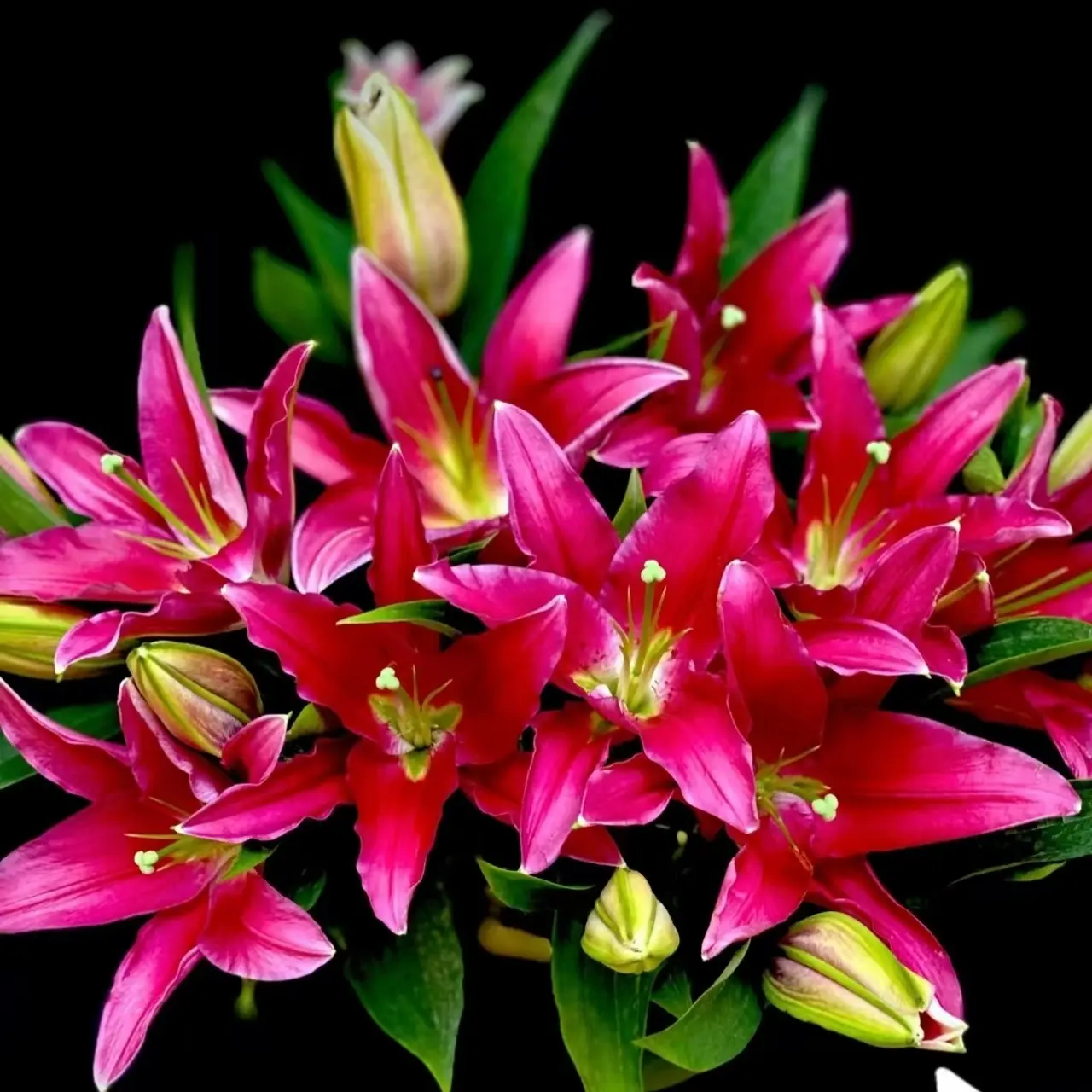 西诺红香水百合，云南基地直发鲜切花