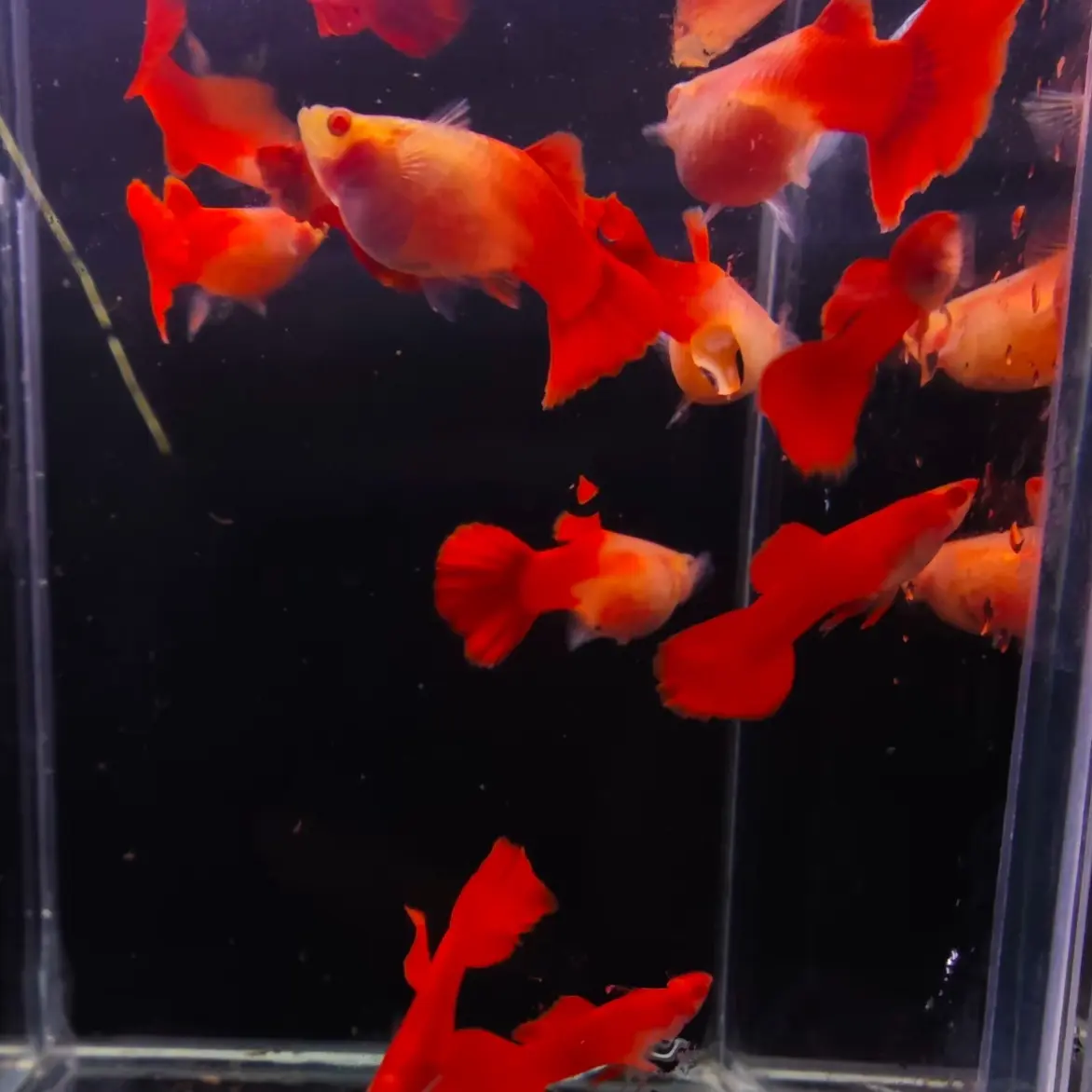 精品血红玻璃体孔雀鱼热带淡水活体小型观赏鱼好养耐活胎生易繁殖