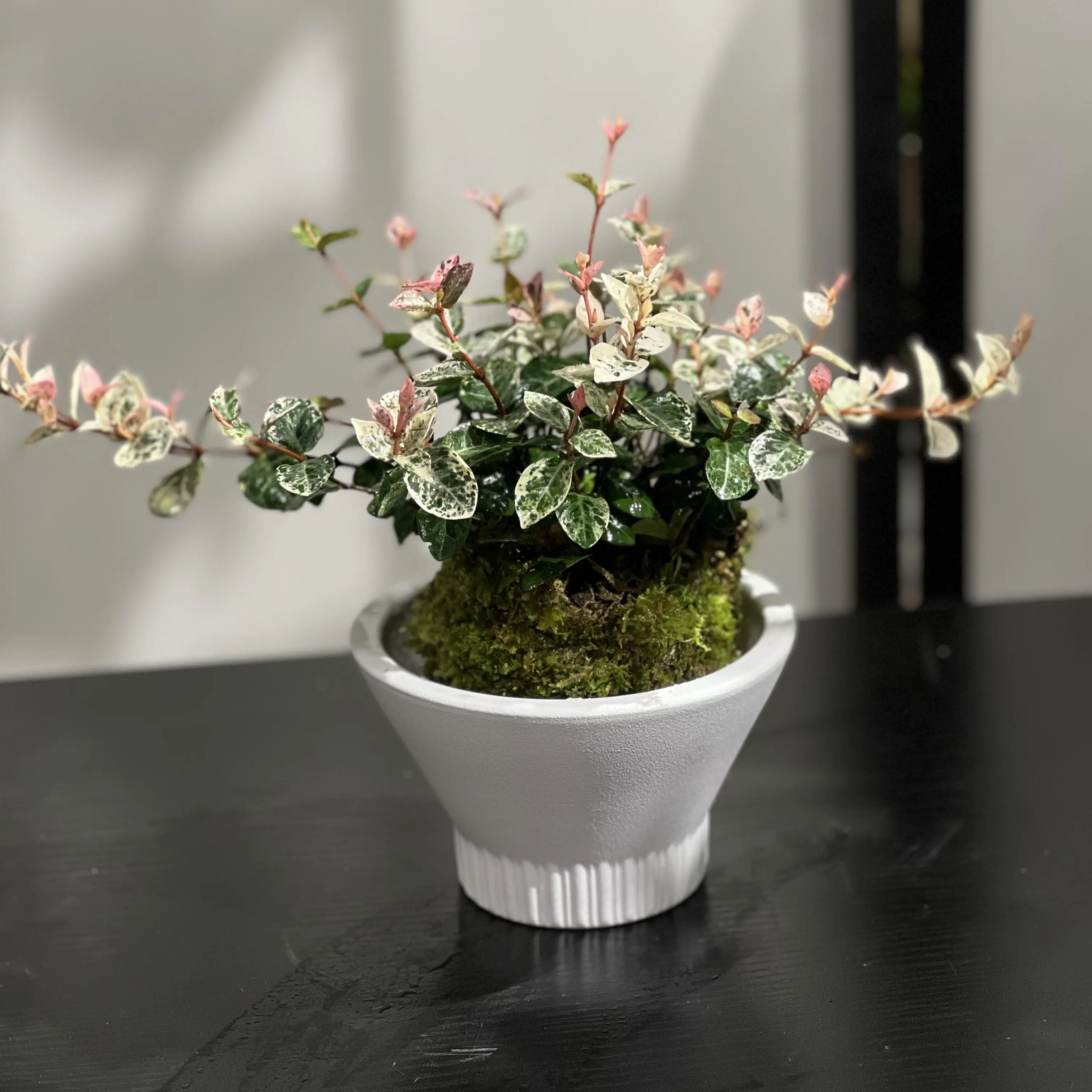花叶络石苔球植物苔藓球办公室桌面绿植四季彩色垂吊爬藤吊兰