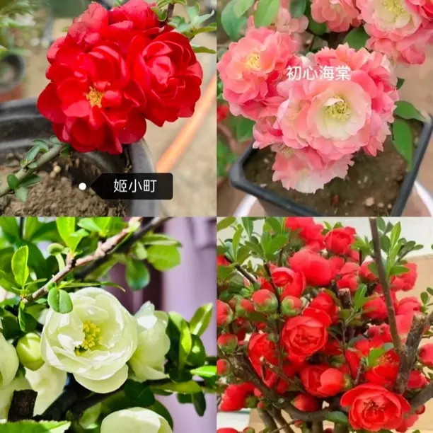 重瓣长寿冠海棠花盆栽室内盆景室外耐寒花卉老桩植物网红海棠树