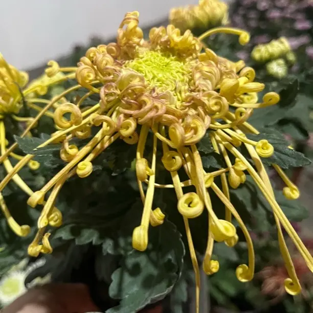 【国华花芳黄】土球发货不包售后