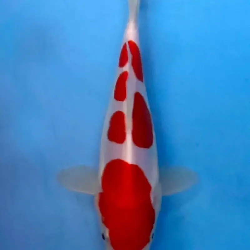 红白三色锦鲤冷水观赏鱼好养耐活招财