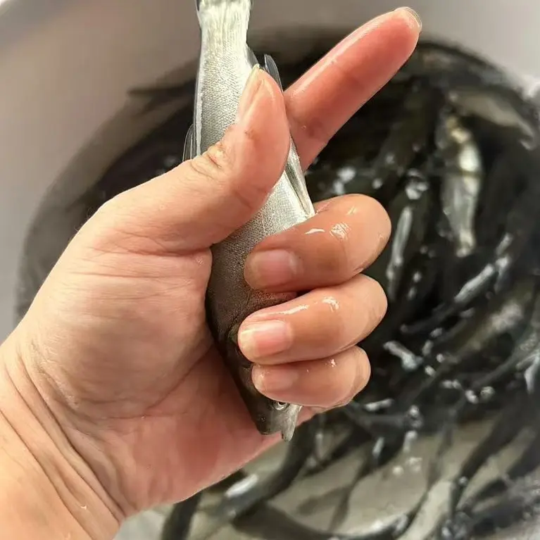 白鲢水族活体 可观赏可食用