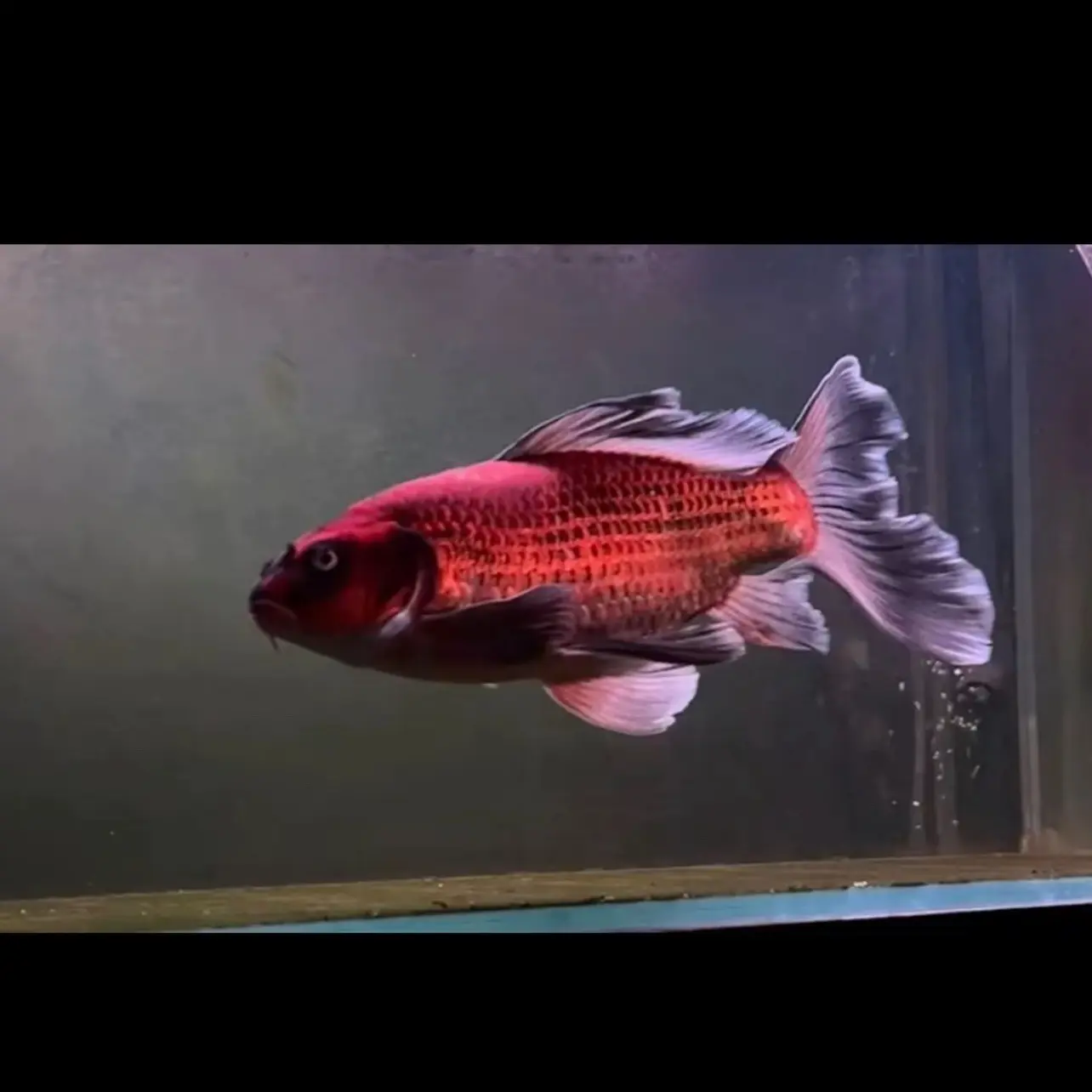 普身烈焰红猫蝴蝶鲤锦鲤高端精品观赏鱼大鳍长尾好养耐活鱼观赏鱼