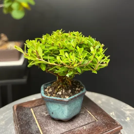 小叶赤楠老桩盆景四季常青室内客厅茶室办公室绿植好养微景观