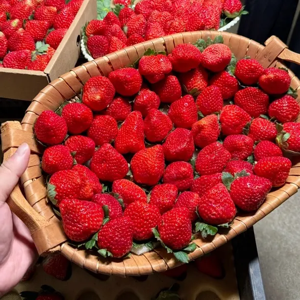 Y四川大凉山露天奶油新鲜采摘孕妇水果顺丰陆运包邮48小时内发货