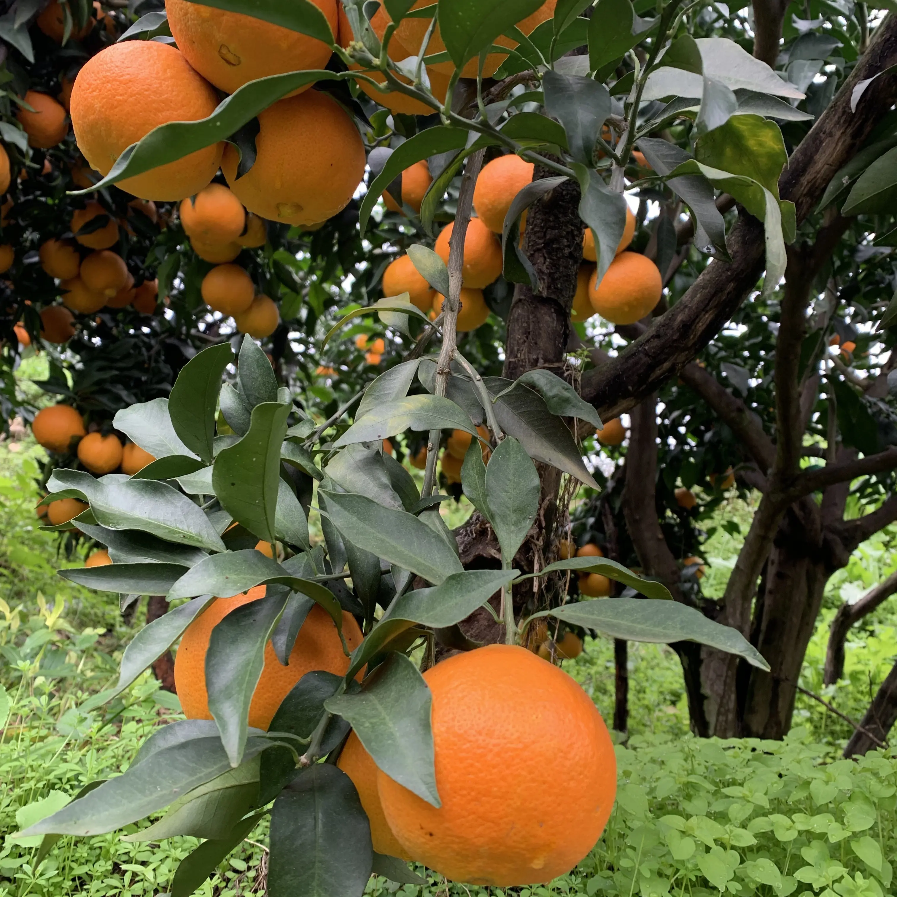 当季新鲜薄皮手剥橙子甘甜爆汁四川爱媛38果冻橙