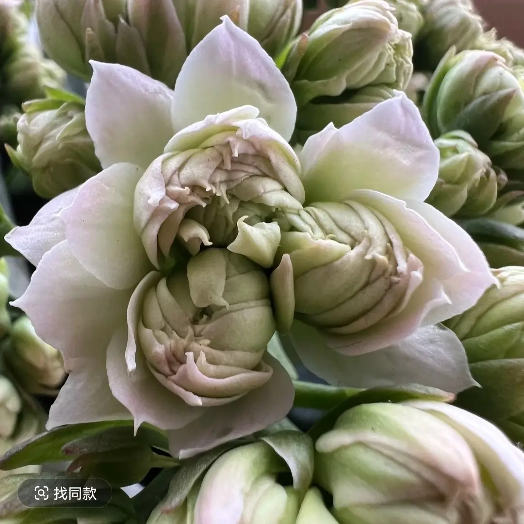 长寿花-（超新星）110盆 